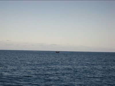 Baleine à l'horizon !