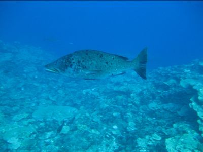 Poisson
