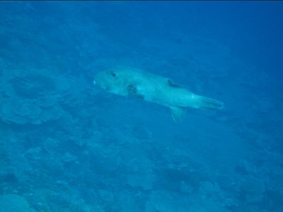 Poisson