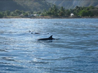 Dauphins !