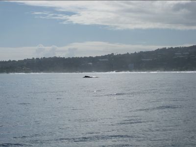 Une baleine !