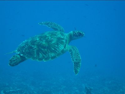 Tahiti et Moorea